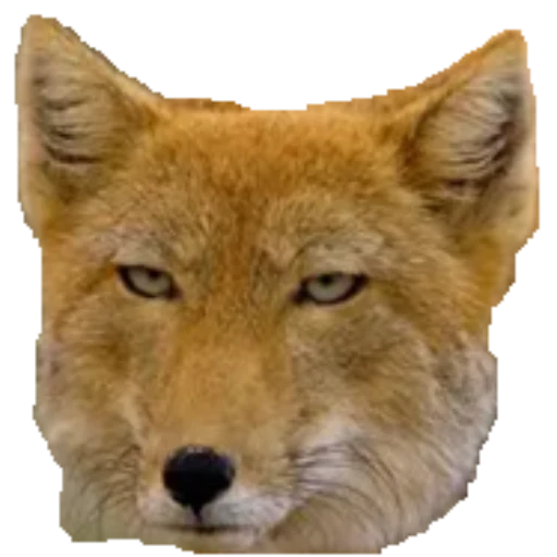 someshi logo